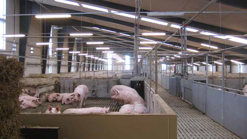 Automatiske maskiner i svinebruget 